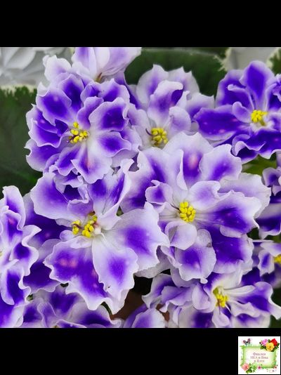 ВаТ-Монарх (Т. Валькова) 2016 г.