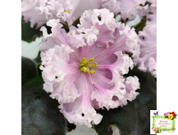 ВаТ-Любимая Внучка (Т.Валькова) 2016 г.