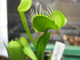 Dionaea muscipula "All Green"