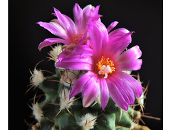 Turbinicarpus nikolae - 5 семян