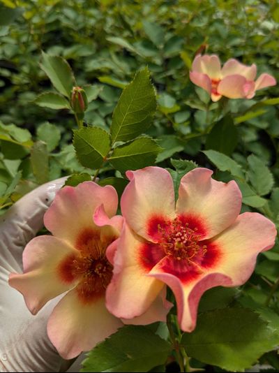 Фенси Бебилон Айс