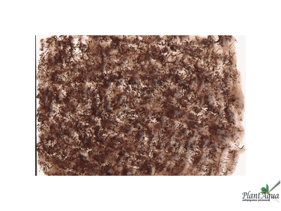 Tetra FreshDelica Bloodworms Rot Muckenlarven (желе мотыль)  80г