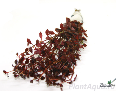 Людвигия натанс Super red (пучок)