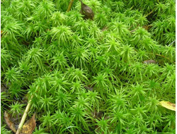 Гидролат Мох сфагнум (Sphagnum palustre) 100 мл