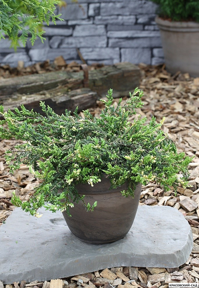 Можжевельник обыкновенный Спотти Спридер - Spotty Spreader