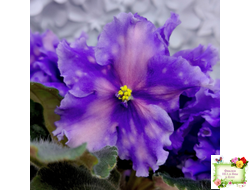 МТ-XXL Эльф (М. Тотиева) 2022 г.