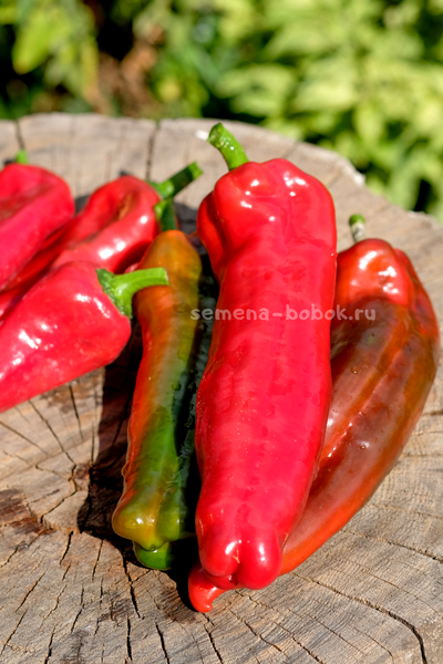 Перец сладкий Тронторолло, 10 шт