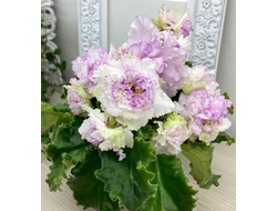 150) АВ- Свадебное Путешествие 21г (цвет)