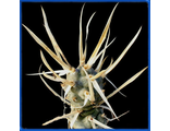 Tephrocactus articulatus v.papyracanthus
