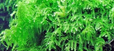 Мох плакучий (Vesicularia ferriei «Weeping») меристемный