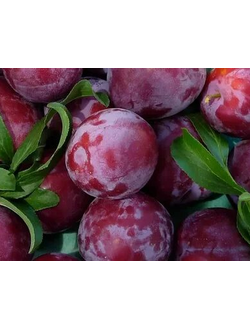 Слива  Евразия