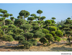 Ниваки - Бонсай садовый Сосна горная