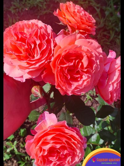 Бельведер (Belvedere)