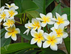 Франжипани / Frangipani (Plumeria alba) абсолю 1 г