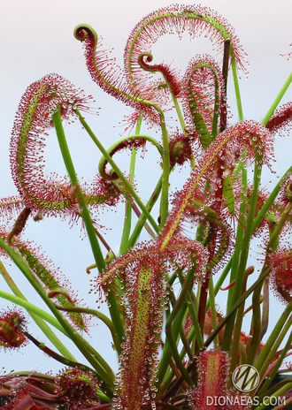 Drosera Capensis Rubra