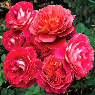 Рен Саммю (Reine Sammut)