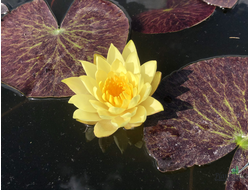 Нимфея Тонгзап