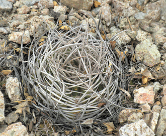 Gymnocalycium polycephalum  VG-1394 (D=15-18мм)