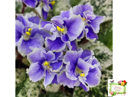 Shirl's Ruffled Petticoat (S. Sanders)