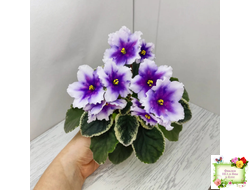 РС-Успех (С.Репкина) 2019 г.