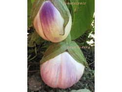 Баклажан Роза Бьянка