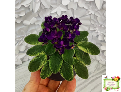 ЛЕ-Мия (Е.Лебецкая) 2018 г. (стартер)