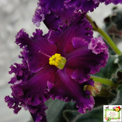 НК-Декамерон (Н.Козак) 2019 г.