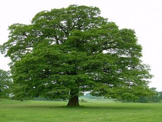 Дуб черешчатый или обыкновенный (Quercus robus)(60-100/5л)