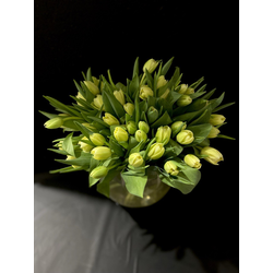 Тюльпаны пионовидные 51 шт