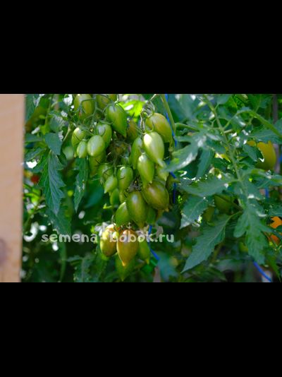 Томат Конфеты Сладкие Сосульки (Candy Sweet Icicle), 10 шт