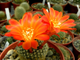 Rebutia krainziana v.orange - 5 семян