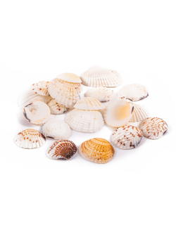 Ракушки морские Venus Clam 20 шт размер 1,9 -3,8 см