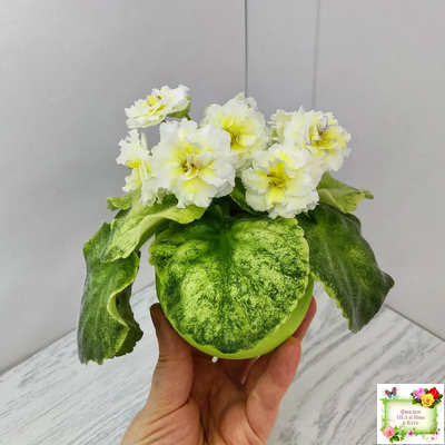 ЛЕ-Золото Нибелунгов Голд  (Е. Лебецкая) 2020 г. (лист укоренённый)