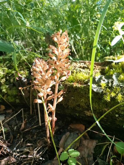 Прогулка на катере «Первозданные леса Заонежья»