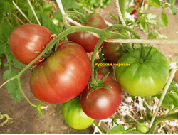 Томат Русский черный (Russian black)