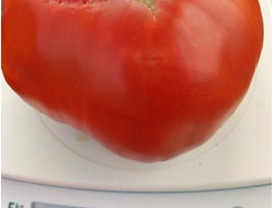 Томат Румынский красный
