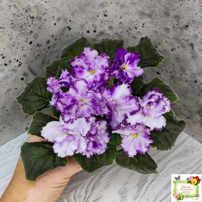 БР-Осирис (С. и Н. Буркацкие) 2022 г.