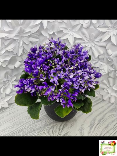 СК-Вьюнок (А.Кузнецов) (2 листа посажены в 1 стак. 24.01.26)