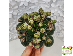 Н-Фавн (Н. Бердникова) 2017 г.