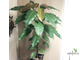 Ficus Virens clon A/ фикус виренс-1