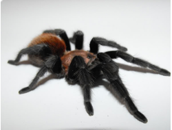 НОРНЫЕ ПАУКИ