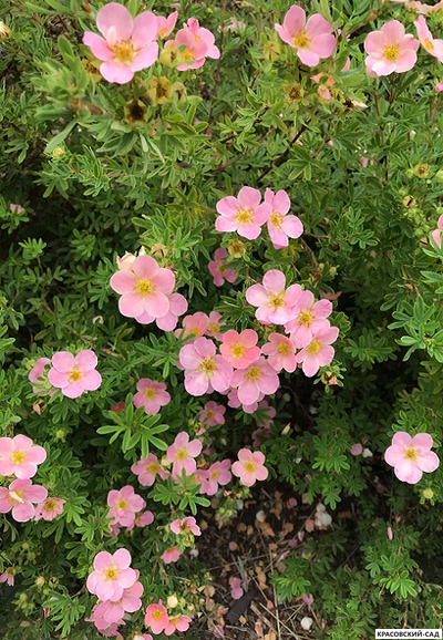 Лапчатка кустарниковая Пинк Виспер