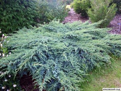 Можжевельник Блю Свид - Blue Swede