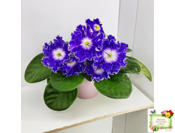 DS-Сияющий Колокольчик (Dimetris) 2014 г.