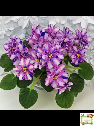 МК-Ветер Перемен Люкс химера (пасынок укоренённый из цветоноса)