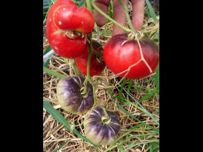 Томат Синий Том (Blue Tom)