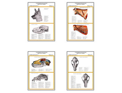 Плакаты ПРОФТЕХ "Топограф. анатомия. Собака. Голова и шея" (13 пл, винил, 70х100)