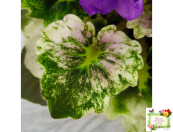 АВ-Корзиночка с Ежевикой (Фиалковод) 2021 г. (гёрл-листья с кроновой пестролистностью)