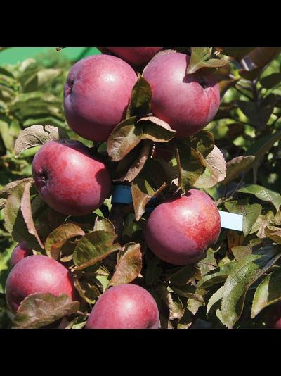 Созвездие (яблоня)