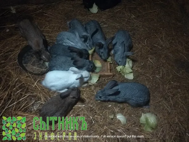 Мясо фермерское кролика купить от фермера